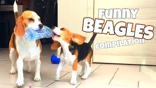 THE ULTIMATE FUNNY BEAGLE COMPILATION  Louie and Marie The Beagles [upl. by Dey]