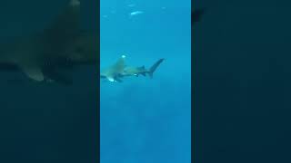 Oceanic whitetip shark with his little fishy friends whitetipshark scubadiving shark [upl. by Lucille3]