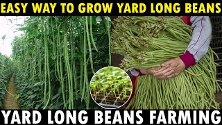 Long Beans Farming  How To Grow Yard Long Beans From Seed  Growing Long Beans [upl. by Lemhaj464]