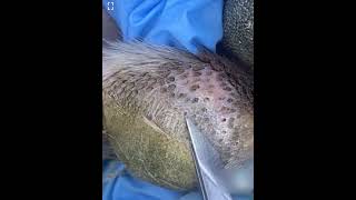 Ingrown hair 🤮 ingrownhair dogspaw [upl. by Mcfadden999]