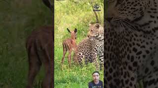 Leopard with baby impala wildlife nature bbcwildlife animals bbcwildlifepotd bbcearth [upl. by Niwred]