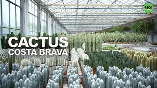 🌵Como cuidar CACTUS y SUCULENTAS Cactus Costa Brava Todo lo que tienes que saber y mucho más 🌵 [upl. by Arly]