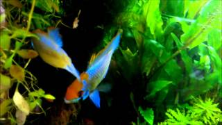 Mikrogeophagus ramirezi electric blue fighting [upl. by Shem]