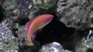 McCoskers Flasher Wrasse Paracheilinus mccoskeri  LiveAquariacom [upl. by Jenkel]