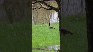 Canadian Goose Call  Honk [upl. by Novyar762]