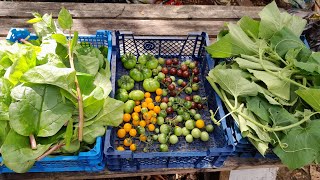 গার্ডেনের কিছু শাক সব্জি হার্ভেষ্ট করলামVenerables harvest from my garden Shoker Bagan UK [upl. by Ramad820]