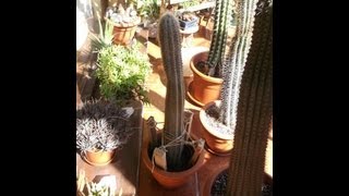 How to pot up and support a tall cactus cutting [upl. by Radek144]