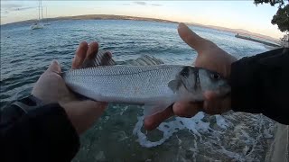 Seabass fishing on topwater lure Xorus Patchinko 100 [upl. by Aihseuqram]