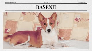 Basenji Yeh Dog Kabhi Nahin Bhonktay  Interesting Facts [upl. by Olgnaed]