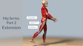 Understanding Hip Extension Anatomy Muscles and Range of Motion [upl. by Ephram658]