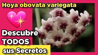 TODOS los cuidados y CONSEJOS de la Hoya obovata ❤️ propagación trasplante luz fertilizante [upl. by Lan]