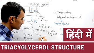 Triacylglycerol Metabolism  😎lipid metabolism🤩 [upl. by Briney]