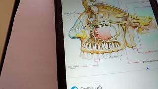 CONTENTS of pterygopalatine fossa THE MAXILLARY NERVE simple explanation part 1 [upl. by Julietta546]