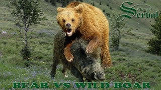 Bear vs Wild boar in Velebit  Croatia [upl. by Strickman]