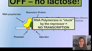 Prokaryotic Gene Expression [upl. by Enelrihs]