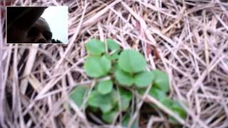 Valerian Plant Identification [upl. by Cowie438]