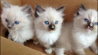 Funny Ragdoll Cat Videos Compilation  Cute Ragdoll Kitten Baby Ragdoll Kittens Playing and Meowing [upl. by Euqinor]