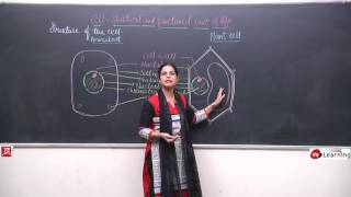 Cell Structure amp Function for Class 8th  0311 [upl. by Alrak678]