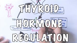 Thyroid Hormone Regulation and Negative Feedback [upl. by Fink222]