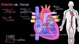 Arterias vs Venas ¿Cuál es la diferencia  Khan Academy en Español [upl. by Trude]