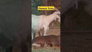 Amazing Facts About Chamois chamois pandapache animals animalshorts chamoishealing animals [upl. by Camala]