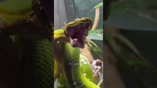 Adorable Emerald Tree Boa Yawning [upl. by Ecila18]