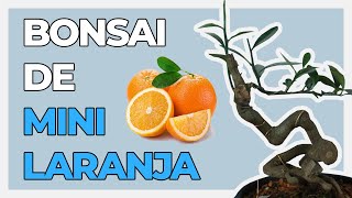 BONSAI DE MINI LARANJA KINZU DO ZERO  Kinzu 1  Vídeo 1 [upl. by Philina]