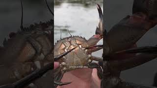 Un crabe très agressif 🦀🥵 [upl. by Nisaj]