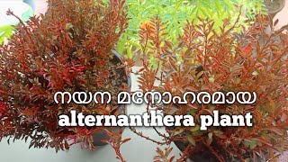 നയന മനോഹരമായ alternanthera plantalternanthera brazilliana [upl. by Aisatal]