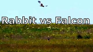 Rabbit vs falcon dramatic fight for life [upl. by Nylidam951]