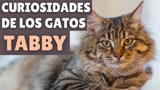 6 CURIOSIDADES de los gatos ATIGRADOS Tabby [upl. by Orella]