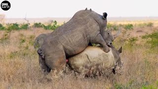 Interesting Closeup Rhinos Doing It  ATP Earth [upl. by Esertap]