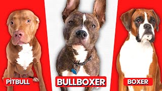 Pitbull Boxer Mix Information on the Bullboxer Breed Puppy Prices and More [upl. by Sirej]