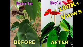 Saving Anthurium Plant  Dos Donts  Care For Anthurium  Indoor Flowering Plant  Bubble of Green [upl. by Gisella]