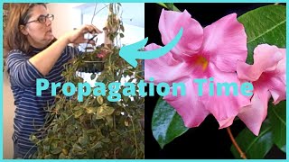 Part 2 How to Propagate  Propagating Dipladenia Mandevilla Vine Indoors [upl. by Edbert]