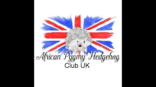 African Pygmy Hedgehog Club Podcast 2020 [upl. by Caravette]