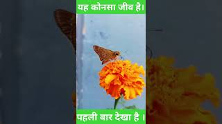 titli।🦋।🙄💥titli udi ud na sakimadtraveller butterfly [upl. by Eeleak]