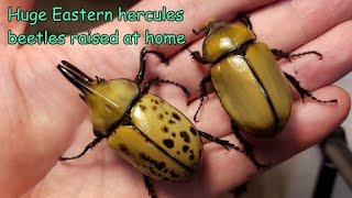 Breeding the Eastern Hercules beetle Dynastes tityus at home Fresh adults emerged [upl. by Glennon]