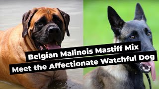 Belgian Malinois Mastiff Mix Meet the Affectionate Watchful Dog [upl. by Bodi786]