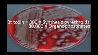 Bacillus thuringiensis Bt diversity [upl. by Froemming]