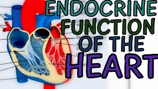 Endocrine Function of Heart [upl. by Jeralee175]