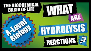 What are Hydrolysis reactions  ALevel Biology [upl. by Gottwald]