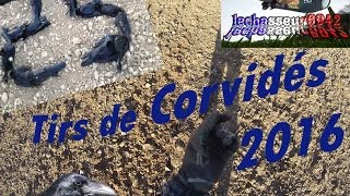 Tir de nombreux corvidés 2016 [upl. by Ahsenyl]