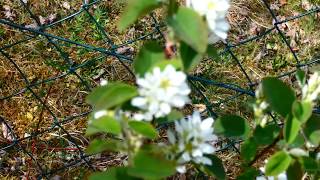 Erlenblättrige Felsenbirne Amelanchier alnifolia Die schönsten Gärten Blüte im Frühling Flowering [upl. by Malachi]