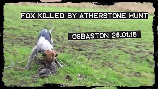 Atherstone Hunt kill fox at Osbaston [upl. by Ahsekal]