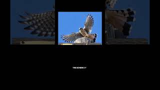 Local Kestrels aka Windhovers and Gerard Manley Hopkins poem quotThe Windhoverquot birds  poetry [upl. by Aisatsan]