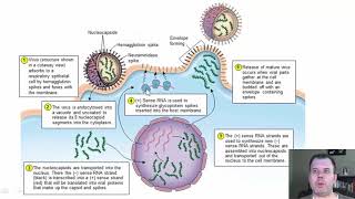 Chapter 25 The RNA Viruses of Medical Importance CC [upl. by Elleron]