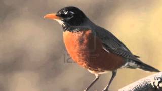 American Robin Alarm Call  Sound Only FREE USE [upl. by Lagiba784]