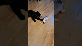 Lucky Black Cat vs Floppy Fish Toy adoptdontshop 고양이 猫 cutecat [upl. by Madelina606]