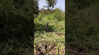 WEED CONTROL IN CASSAVA [upl. by Valerle]